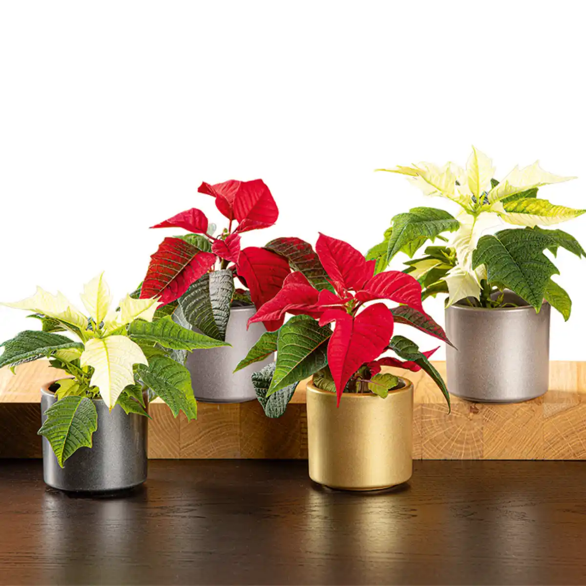 Bild 1 von Mini-Weihnachtsstern