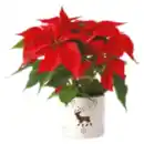 Bild 1 von Weihnachtsstern in Windlicht Keramik