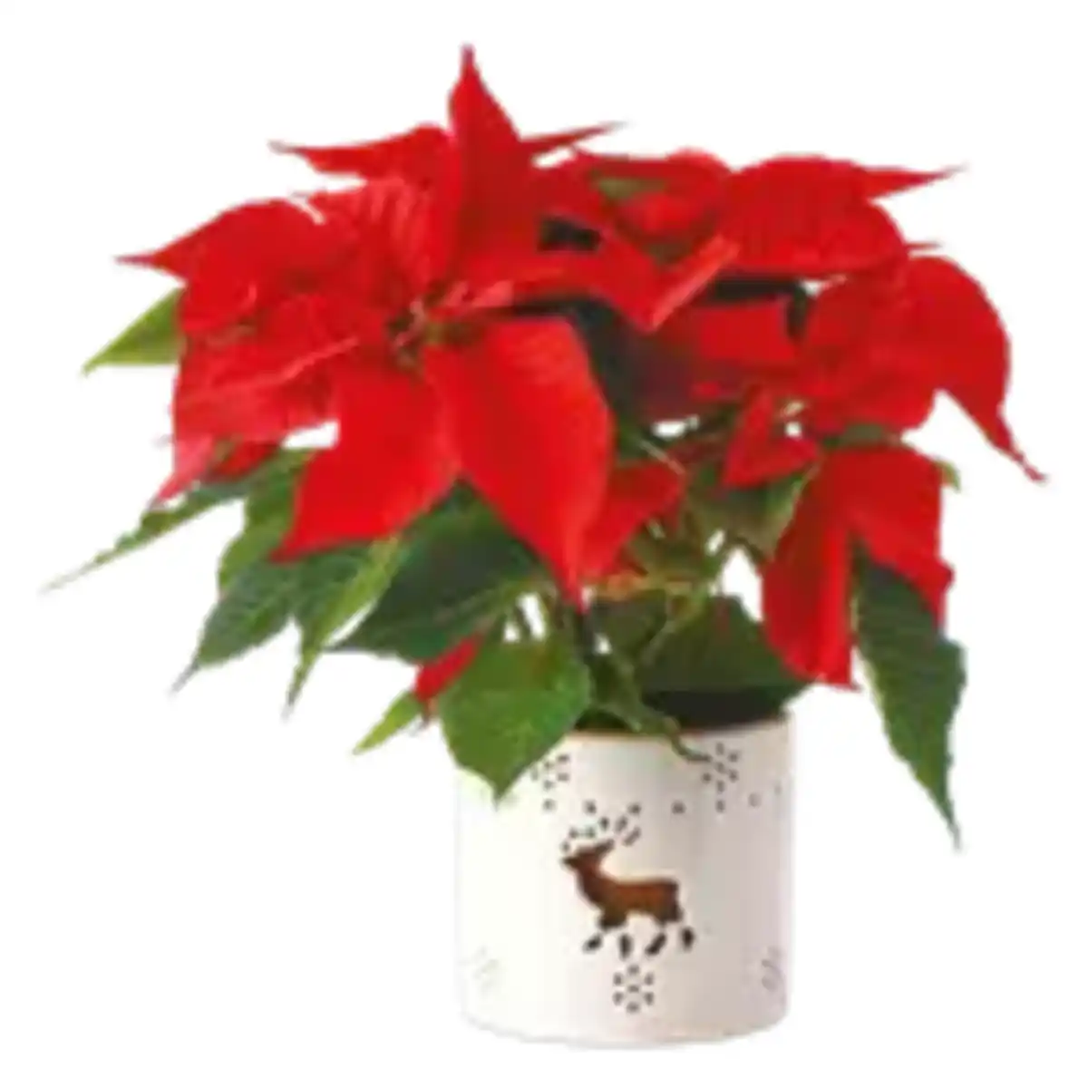 Bild 1 von Weihnachtsstern in Windlicht Keramik