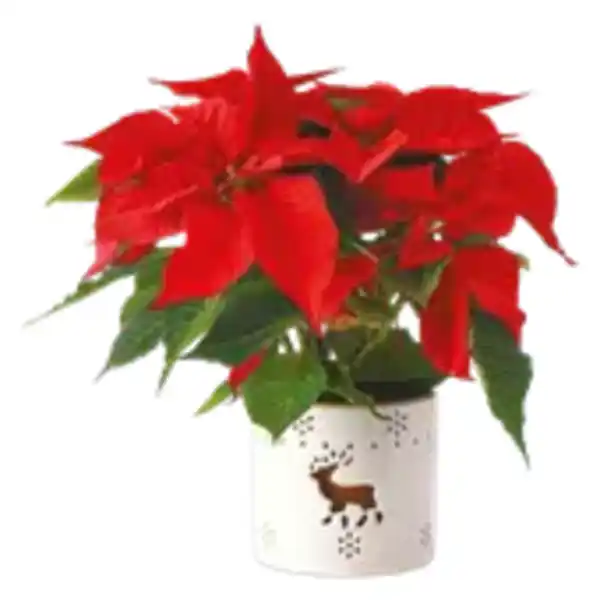 Bild 1 von Weihnachtsstern in Windlicht Keramik