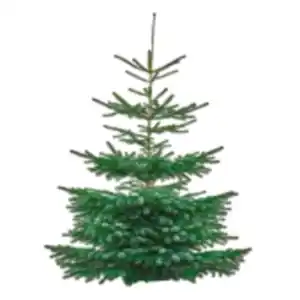 Tannenbaum „Nordmanntanne“