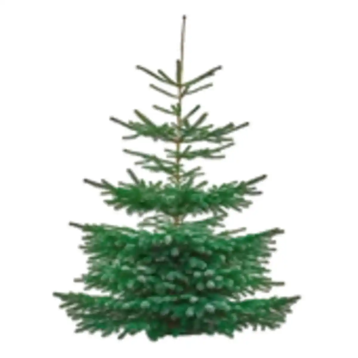 Bild 1 von Tannenbaum „Nordmanntanne“