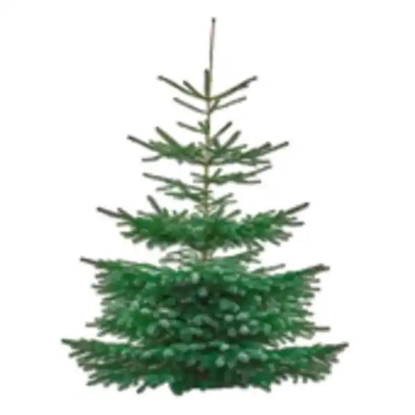 Bild 1 von Tannenbaum „Nordmanntanne“