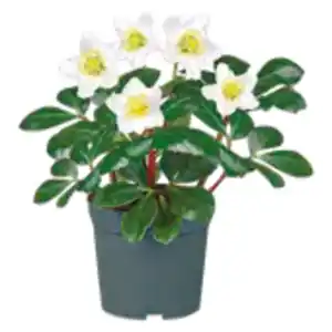 Christrose „Christmas Carol“