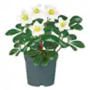 Bild 1 von Christrose „Christmas Carol“