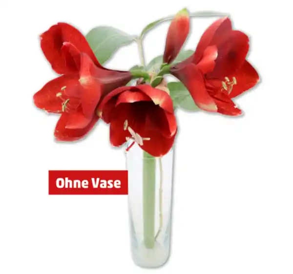 Bild 1 von Amaryllis*