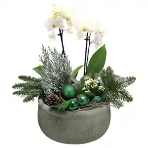 GARDENLINE Orchideen Schale Grün