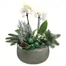 Bild 1 von GARDENLINE Orchideen Schale Grün