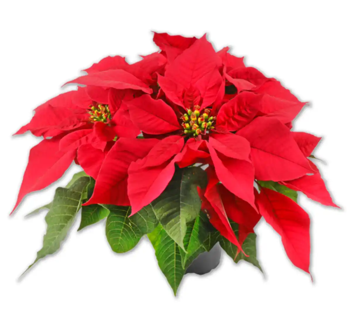 Bild 1 von Weihnachtsstern*