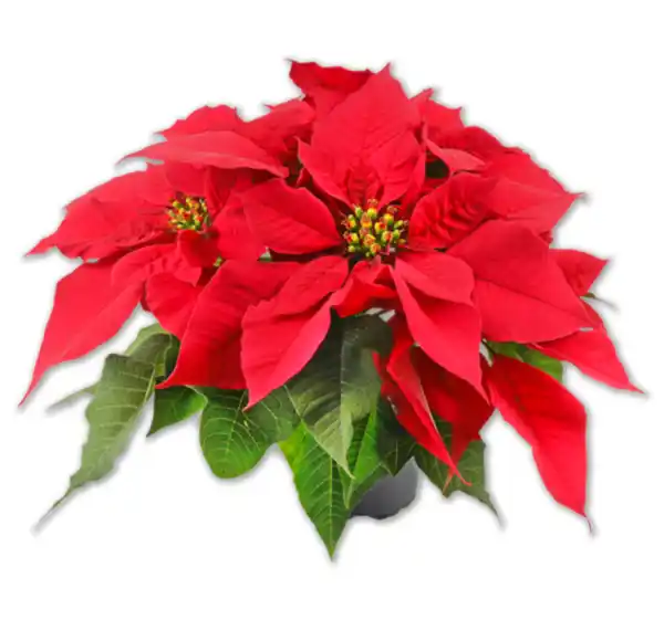 Bild 1 von Weihnachtsstern*