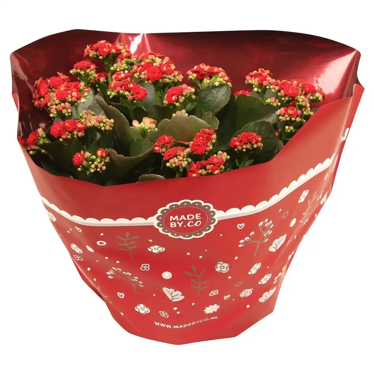 Bild 1 von GARDENLINE Kalanchoe Schale