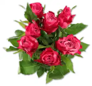 Langstielige 50-cm-Rosen*