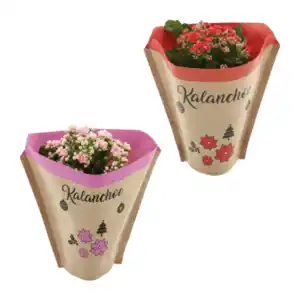 GARDENLINE Kalanchoe