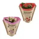 Bild 1 von GARDENLINE Kalanchoe