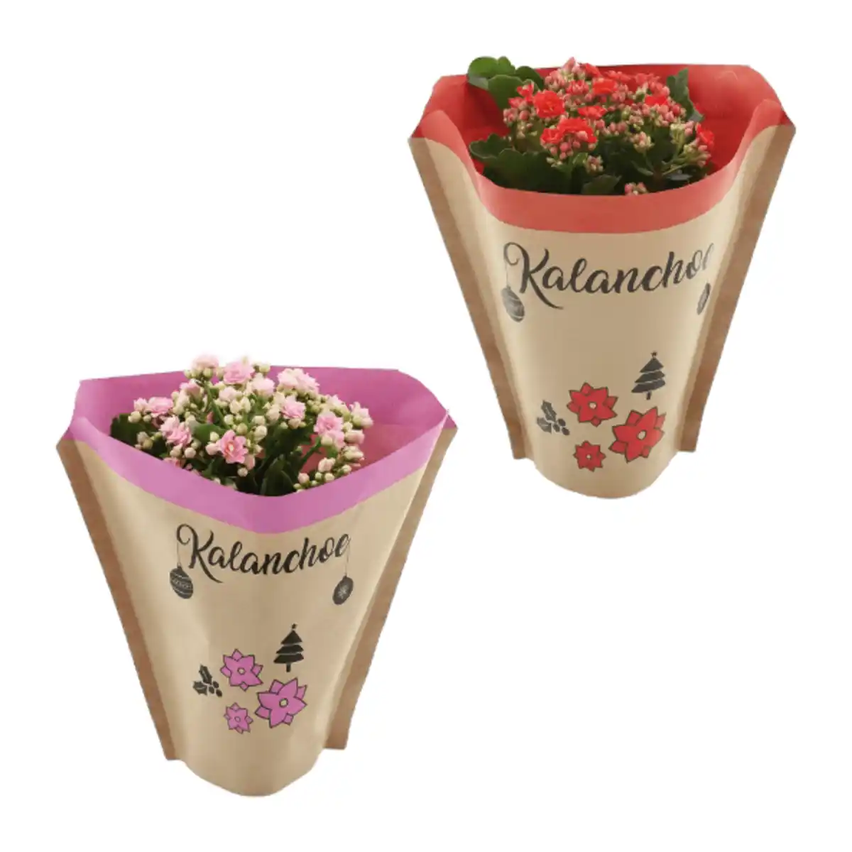 Bild 1 von GARDENLINE Kalanchoe