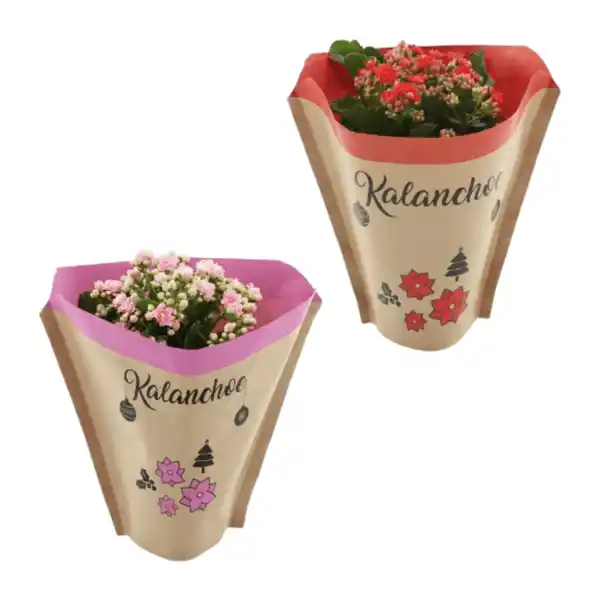 Bild 1 von GARDENLINE Kalanchoe