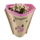 Bild 4 von GARDENLINE Kalanchoe