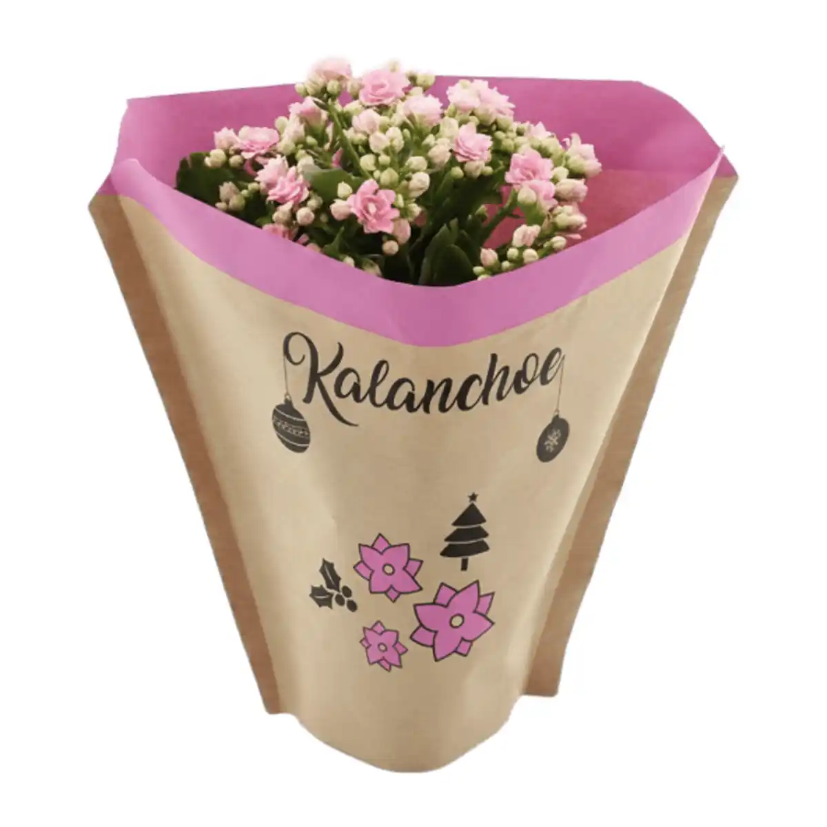 Bild 4 von GARDENLINE Kalanchoe