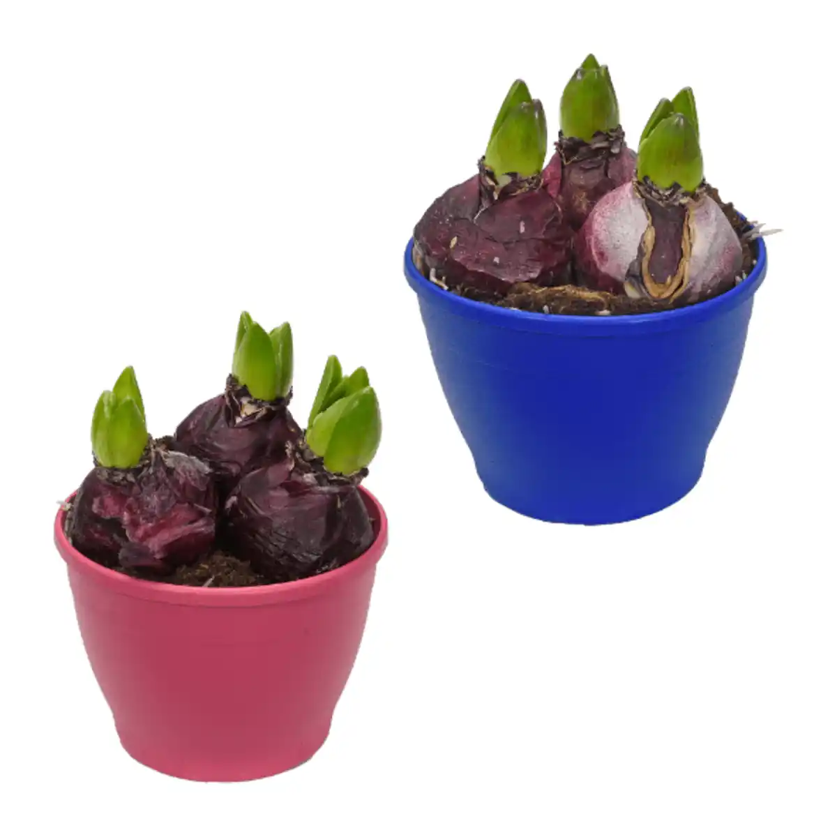 Bild 1 von GARDENLINE Hyazinthen