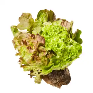 Salat mit Wurzelballen