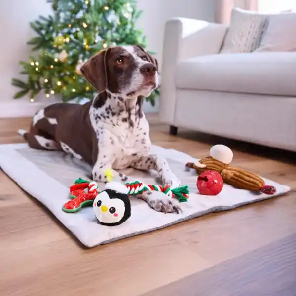 Bild 4 von ROMEO Hunde-Geschenk-Set