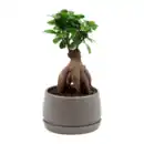 Bild 4 von GARDENLINE Bonsai-Ginseng