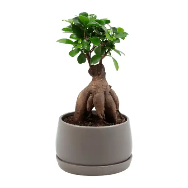 Bild 4 von GARDENLINE Bonsai-Ginseng
