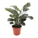 Bild 4 von GARDENLINE Grünpflanze