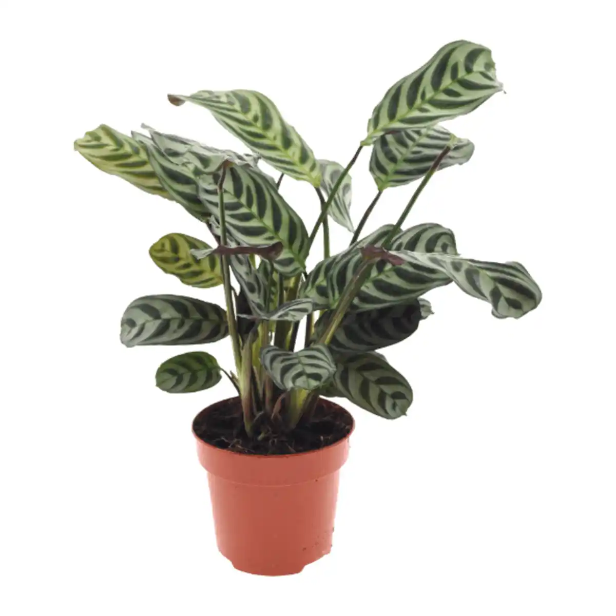 Bild 4 von GARDENLINE Grünpflanze