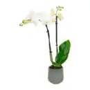 Bild 3 von GARDENLINE Phalaenopsis