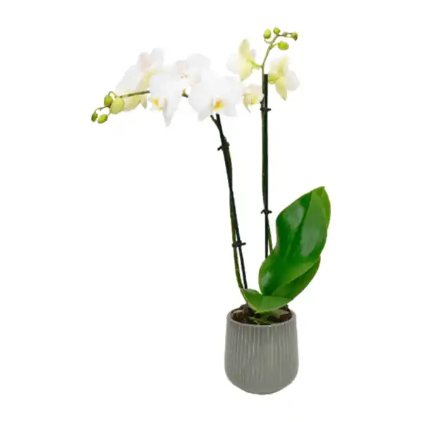 Bild 3 von GARDENLINE Phalaenopsis