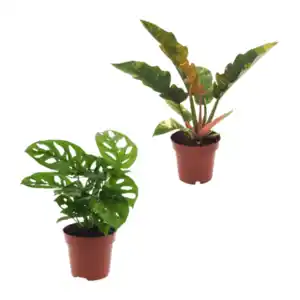 GARDENLINE Grünpflanze