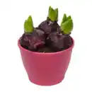 Bild 3 von GARDENLINE Hyazinthen