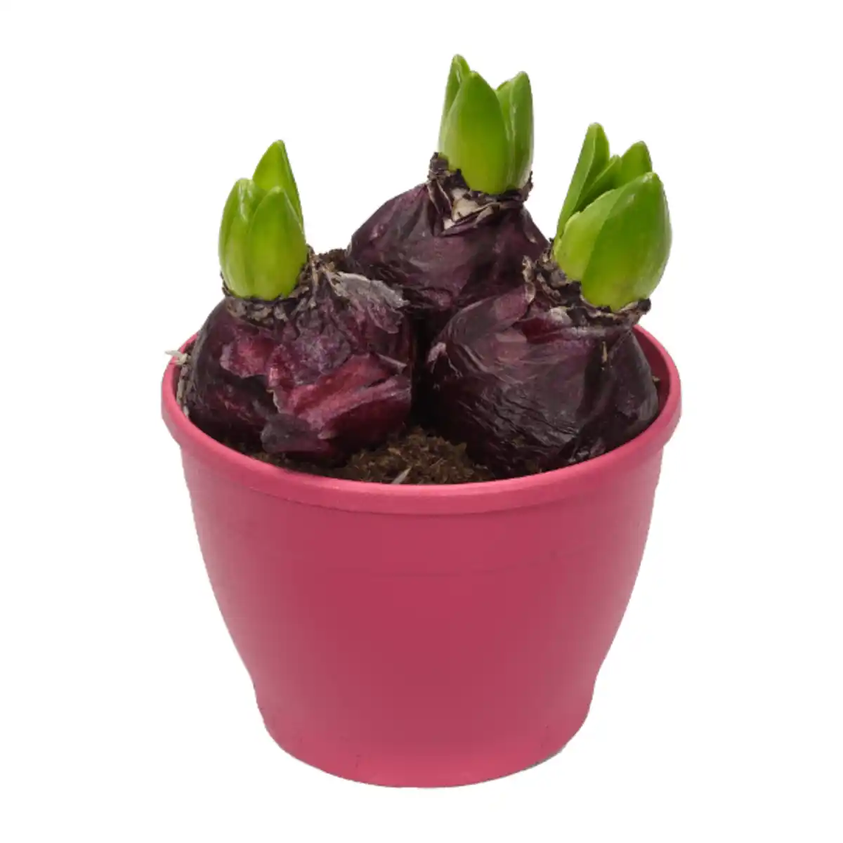 Bild 3 von GARDENLINE Hyazinthen