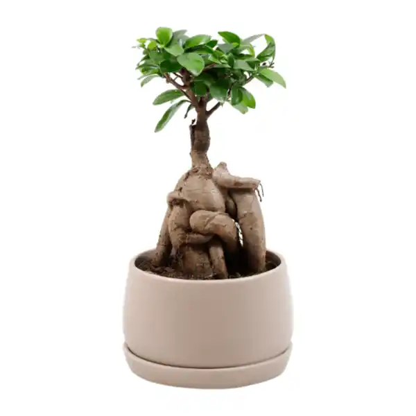 Bild 3 von GARDENLINE Bonsai-Ginseng