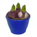 Bild 2 von GARDENLINE Hyazinthen