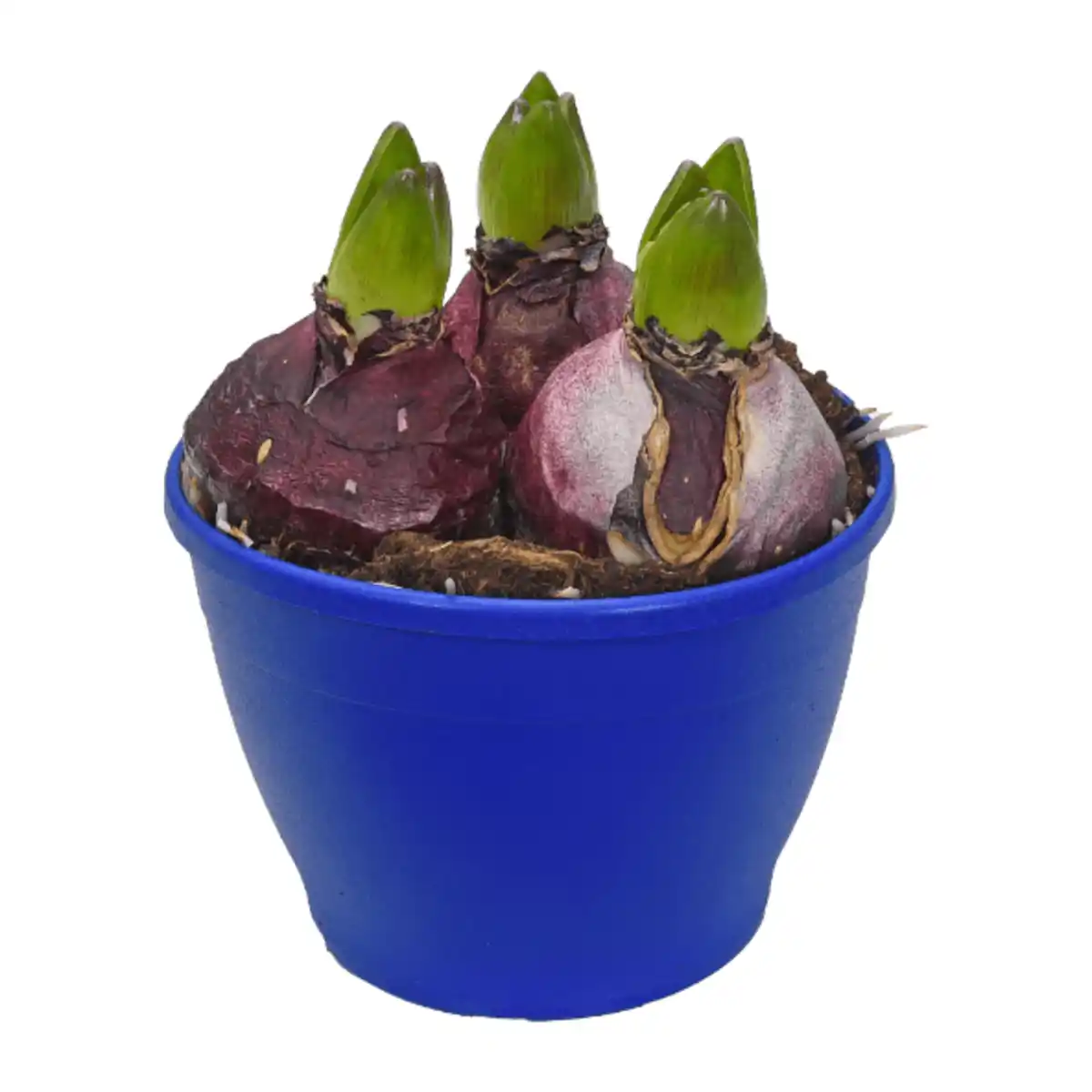 Bild 2 von GARDENLINE Hyazinthen