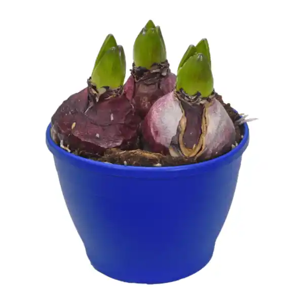 Bild 2 von GARDENLINE Hyazinthen