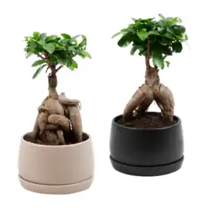 GARDENLINE Bonsai-Ginseng