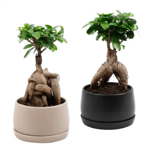 Bild 1 von GARDENLINE Bonsai-Ginseng
