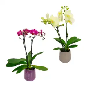 GARDENLINE Phalaenopsis