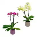Bild 1 von GARDENLINE Phalaenopsis