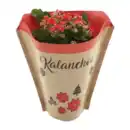 Bild 2 von GARDENLINE Kalanchoe