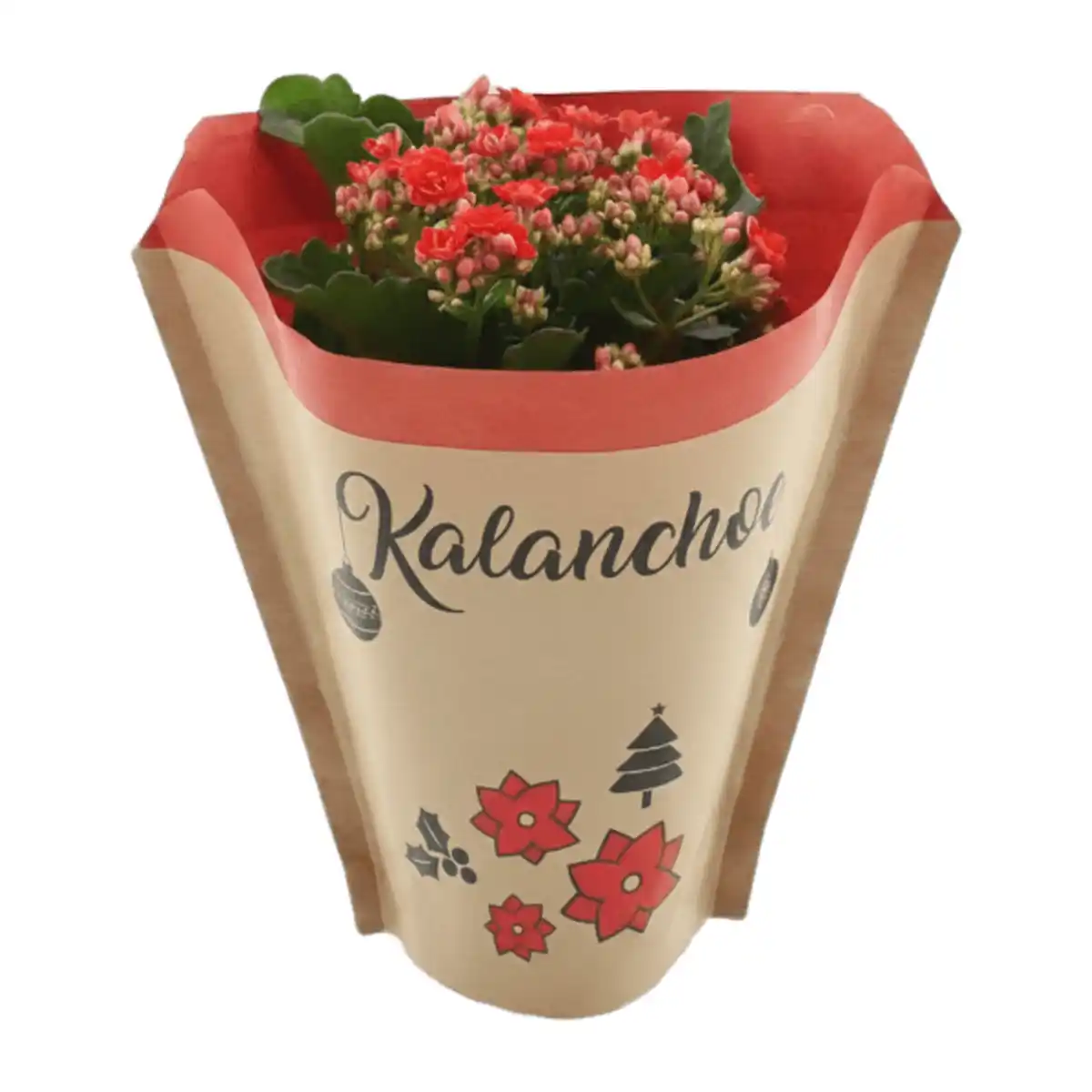Bild 2 von GARDENLINE Kalanchoe