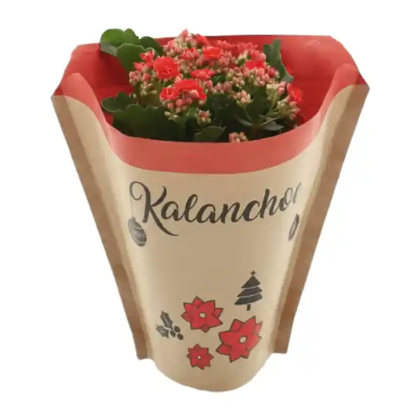 Bild 2 von GARDENLINE Kalanchoe
