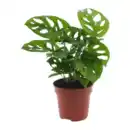 Bild 3 von GARDENLINE Grünpflanze