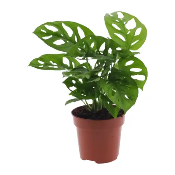 Bild 3 von GARDENLINE Grünpflanze