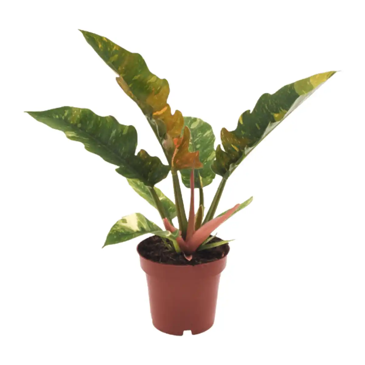 Bild 2 von GARDENLINE Grünpflanze