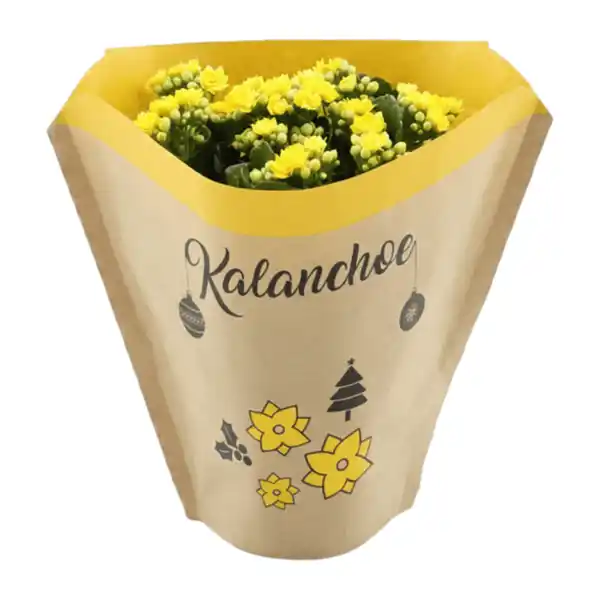 Bild 3 von GARDENLINE Kalanchoe
