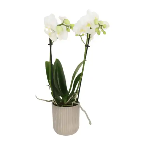 Bild 2 von GARDENLINE Phalaenopsis